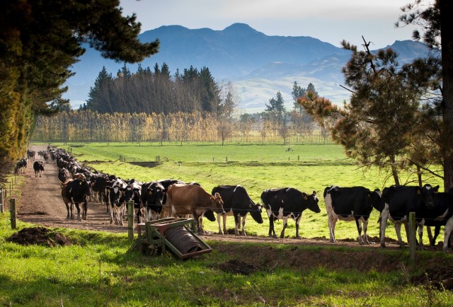 Cows on the race